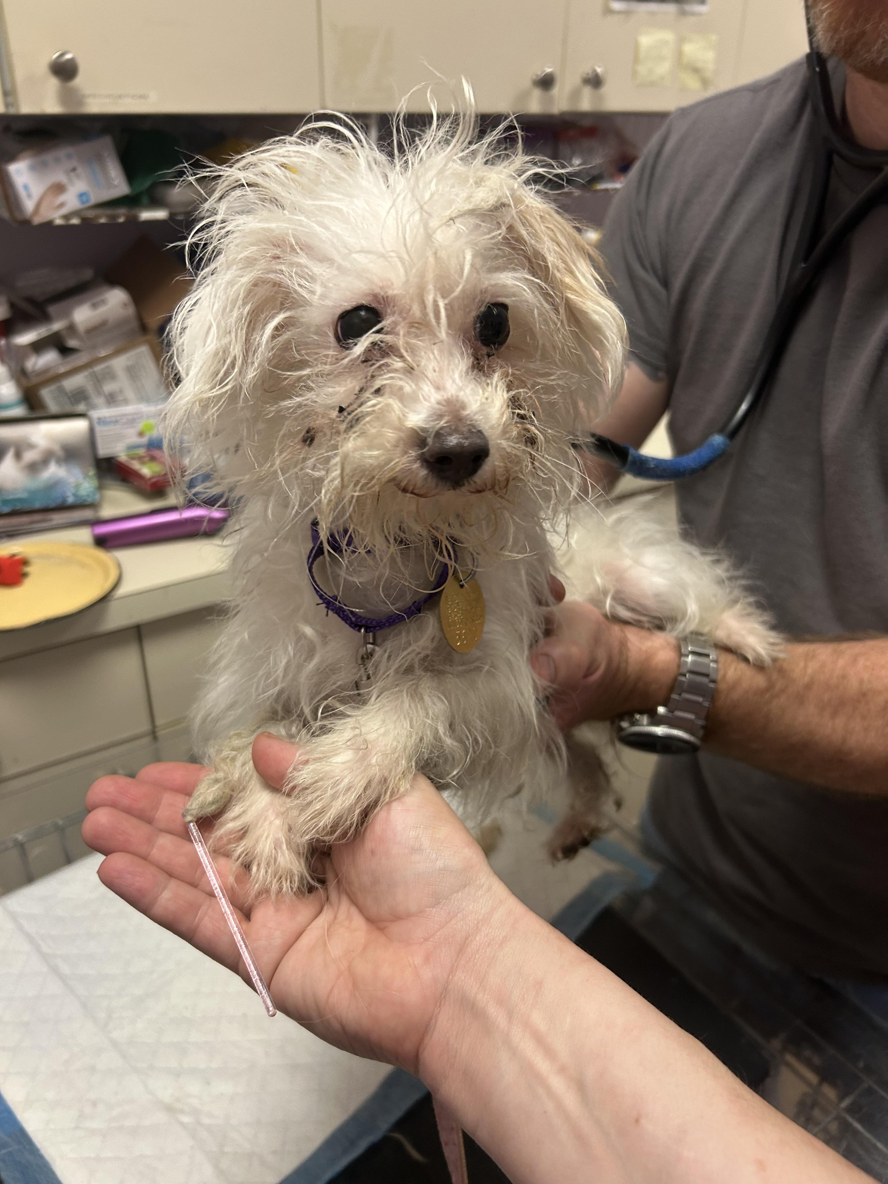Glinda, adopted, Young Female Maltese & Morkie.