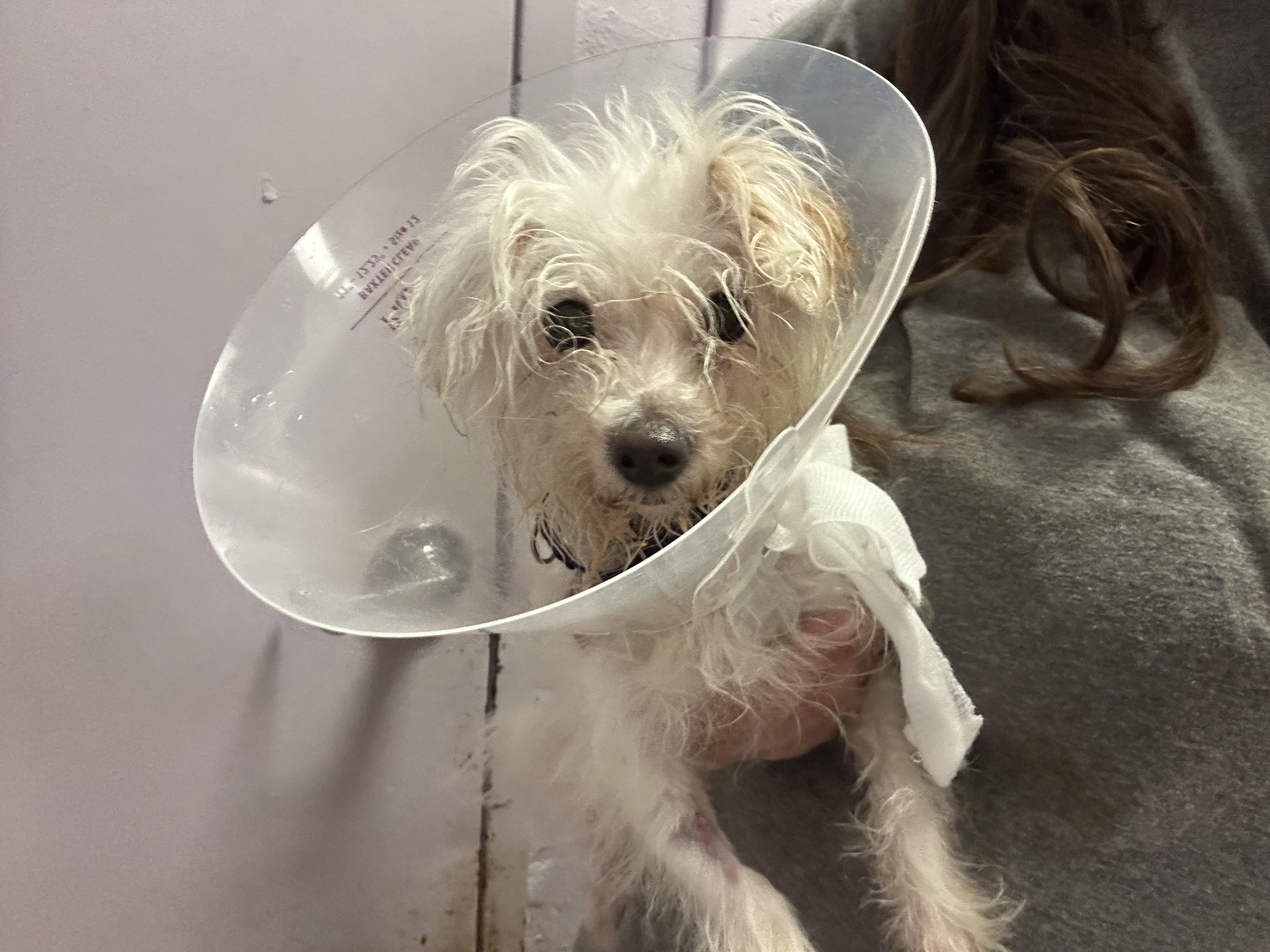 Enlarge Glinda, an adopted mixed breed in Oak Ridge, NJ image 2/3