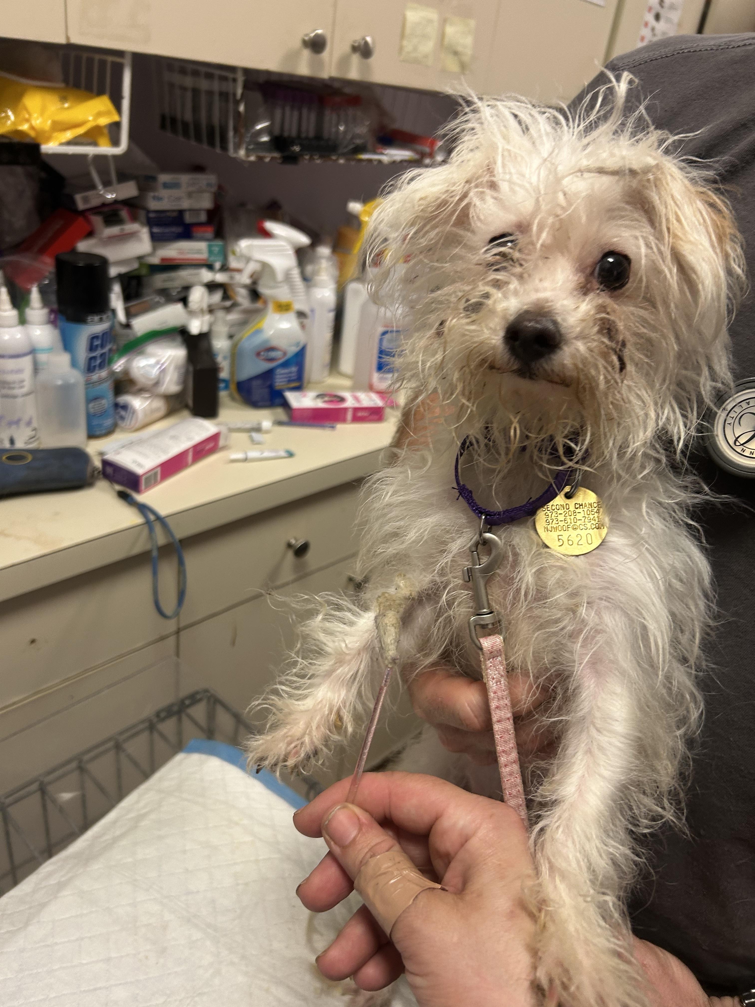Enlarge Glinda, an adopted mixed breed in Oak Ridge, NJ image 3/3