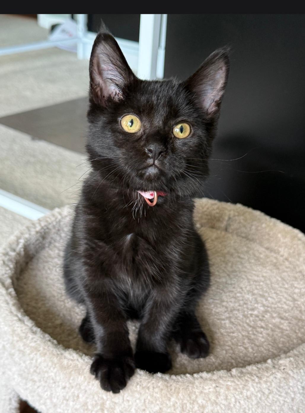 Morticia, Adoptable, Kitten Female Domestic Short Hair.