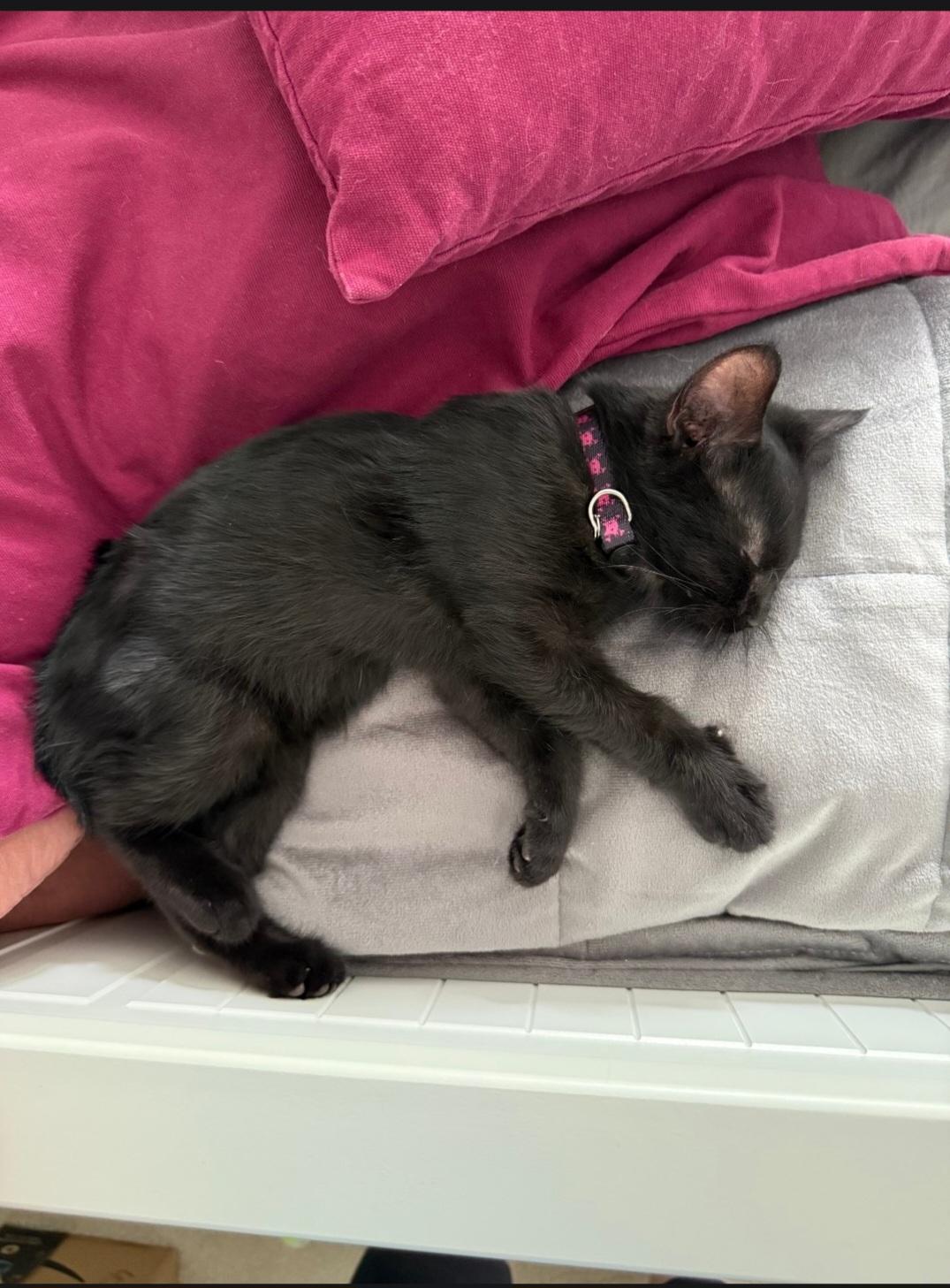 Enlarge Morticia, a Adoptable Domestic Short Hair in Freemansburg, PA image 2/3