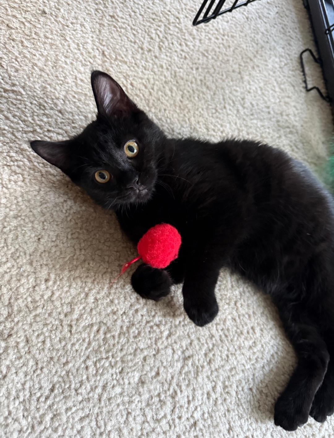 Enlarge Morticia, a Adoptable Domestic Short Hair in Freemansburg, PA image 3/3