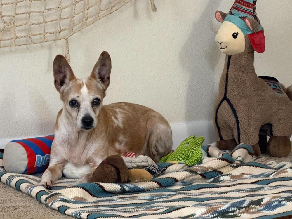 Sherry, Adoptable, Senior Female Chihuahua.
