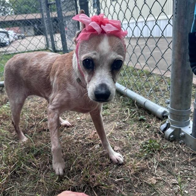 Enlarge Sherry, a Adoptable mixed breed in Aurora, CO image 2/6