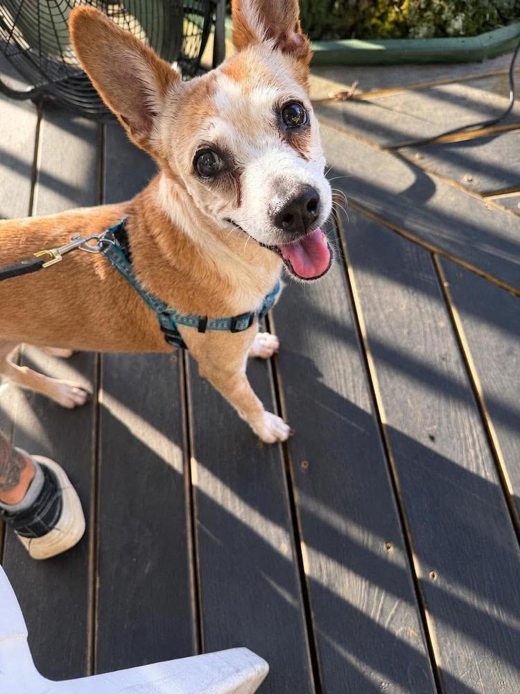 Enlarge Sherry, a Adoptable mixed breed in Aurora, CO image 4/6