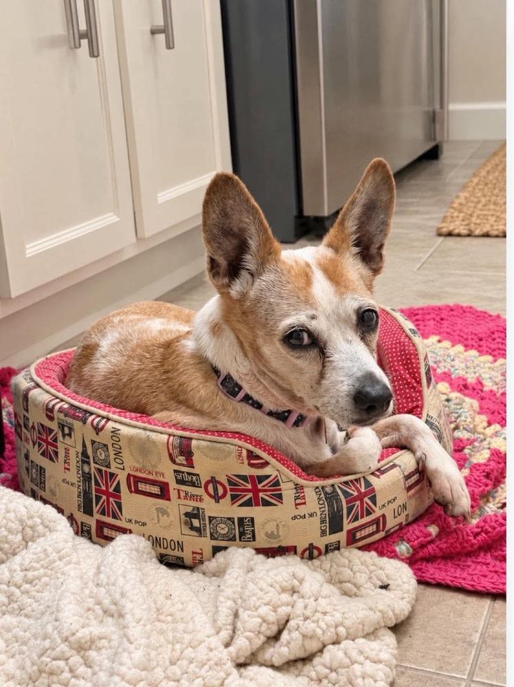 Enlarge Sherry, a Adoptable mixed breed in Aurora, CO image 6/6