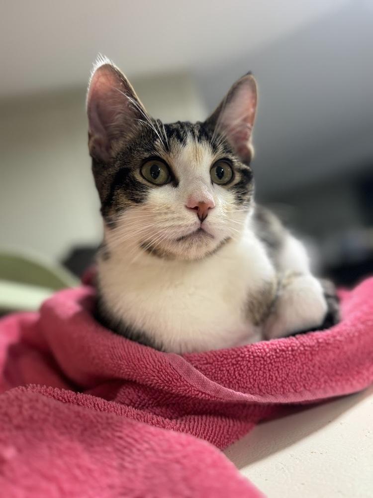 Enlarge Pistachio, a Adoptable Domestic Short Hair in Lake Grove, NY image 3/4