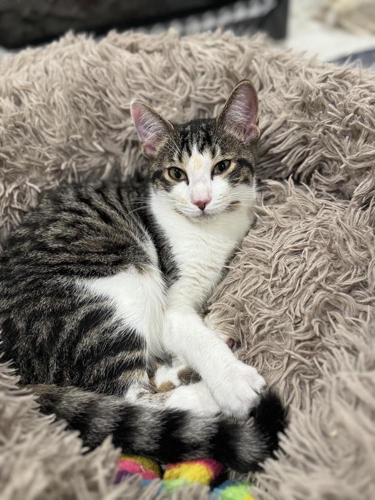 Enlarge Pistachio, a Adoptable Domestic Short Hair in Lake Grove, NY image 4/4