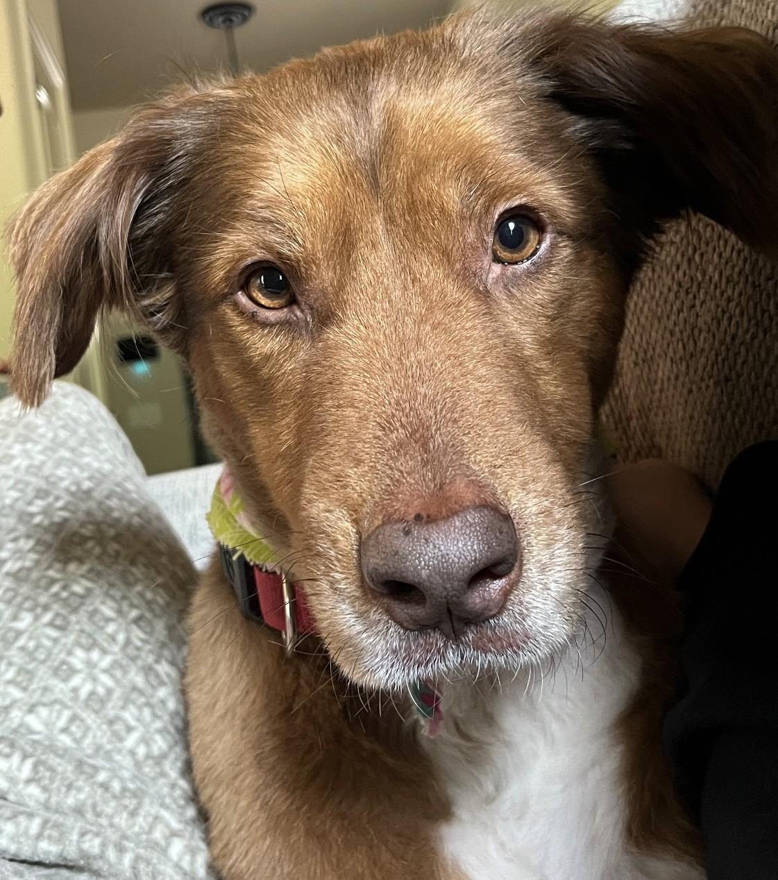 Korra, a ADOPTABLE mixed breed in Kiowa, OK image 1/6
