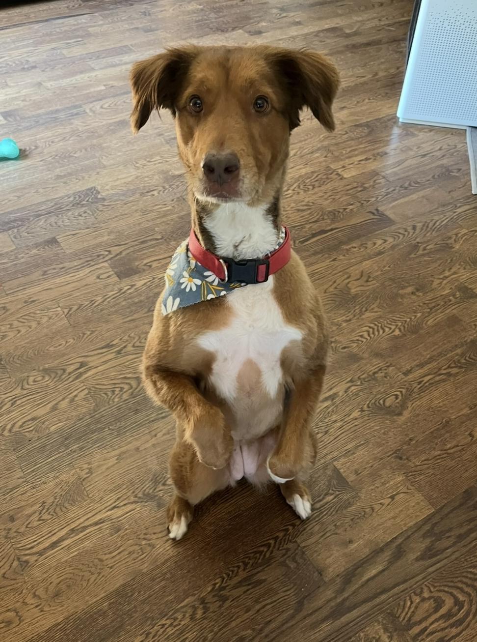 Korra, a ADOPTABLE mixed breed in Kiowa, OK image 6/6