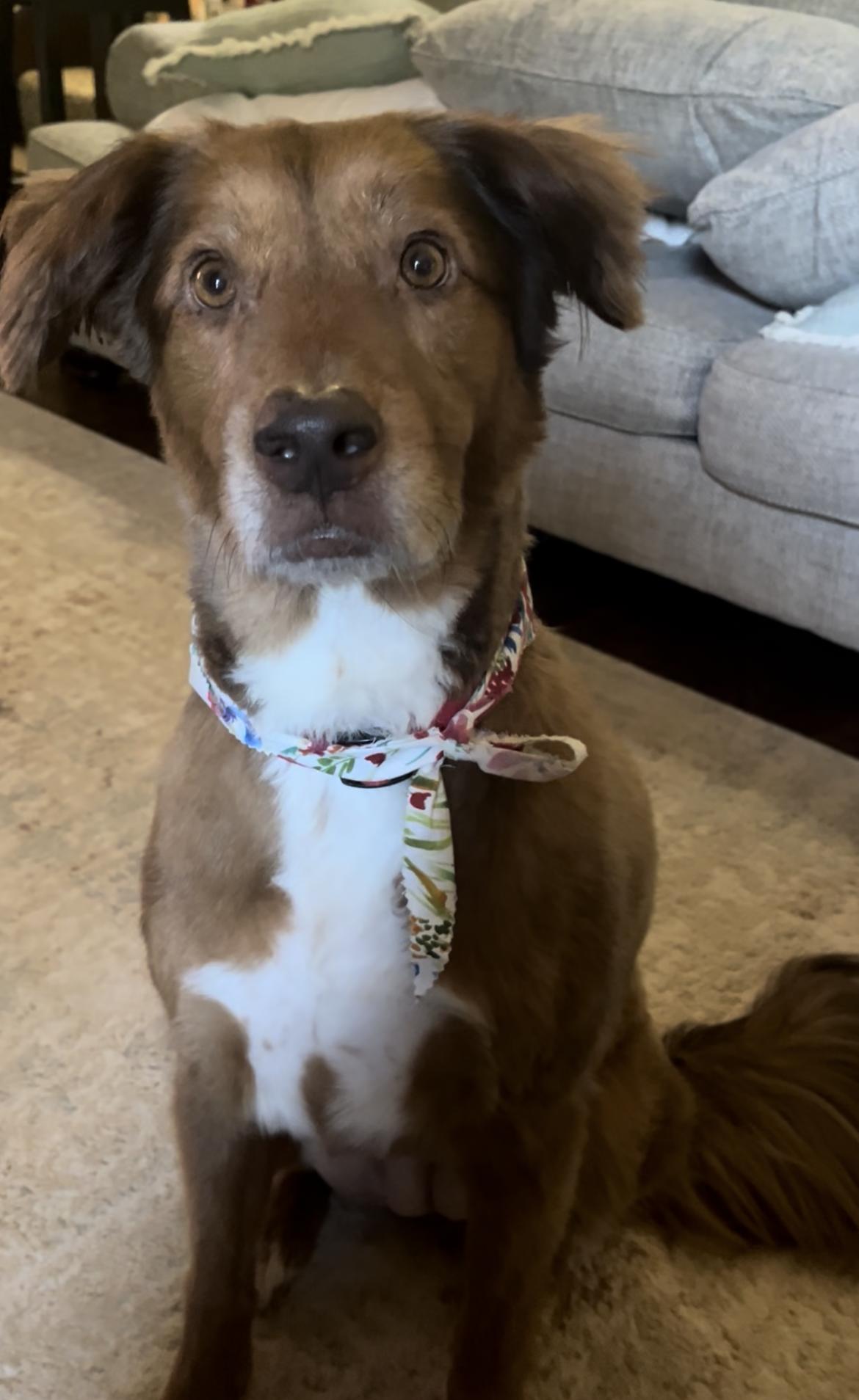 Korra, a ADOPTABLE mixed breed in Kiowa, OK image 5/6