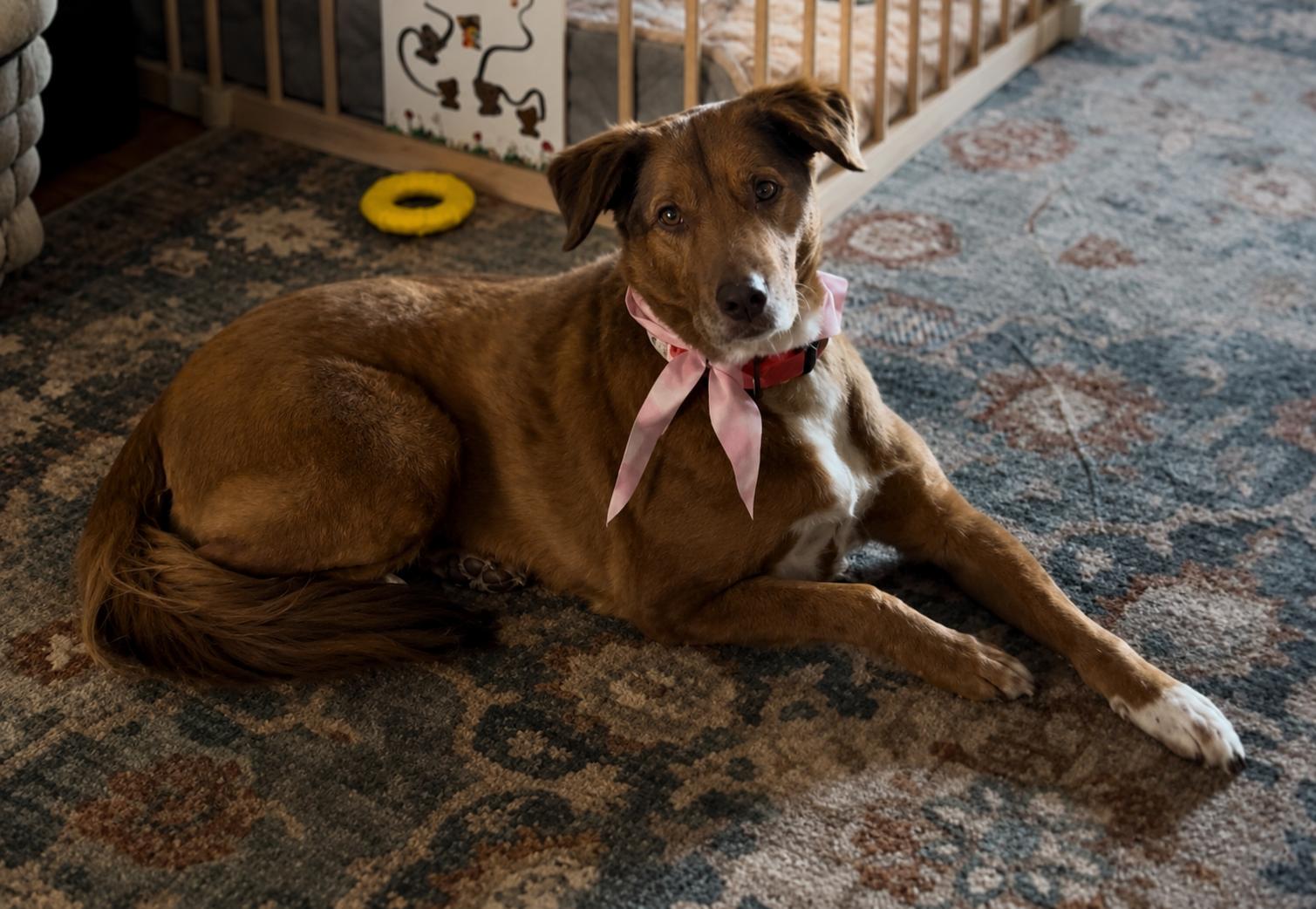 Korra, a ADOPTABLE mixed breed in Kiowa, OK image 4/6