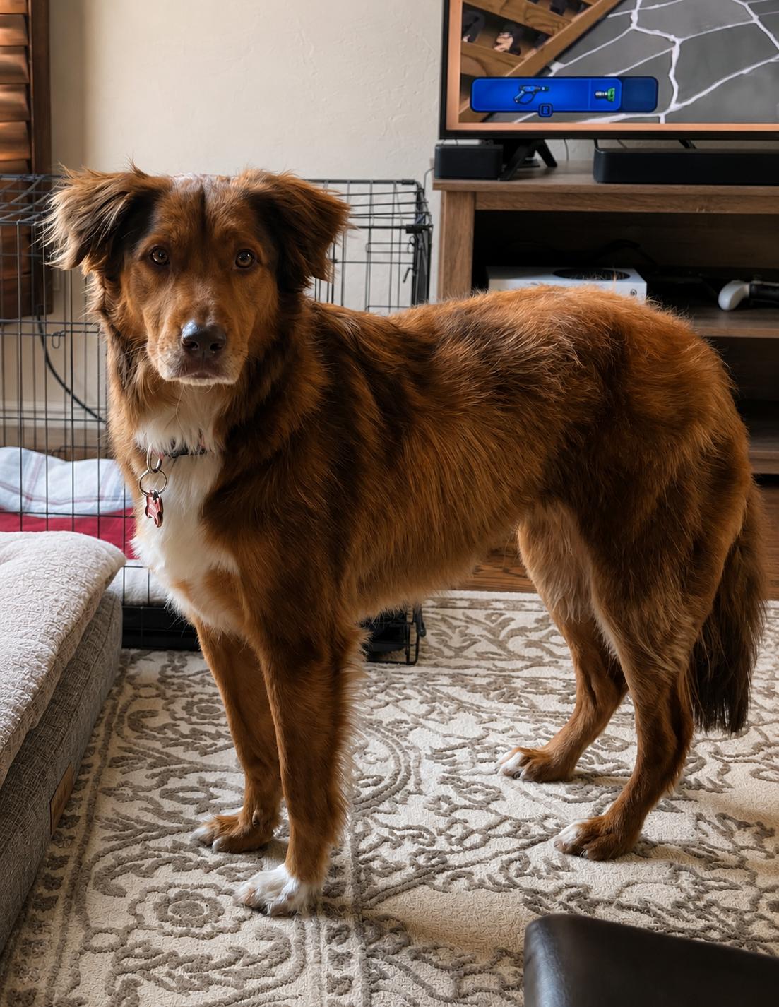 Korra, a ADOPTABLE mixed breed in Kiowa, OK image 3/6