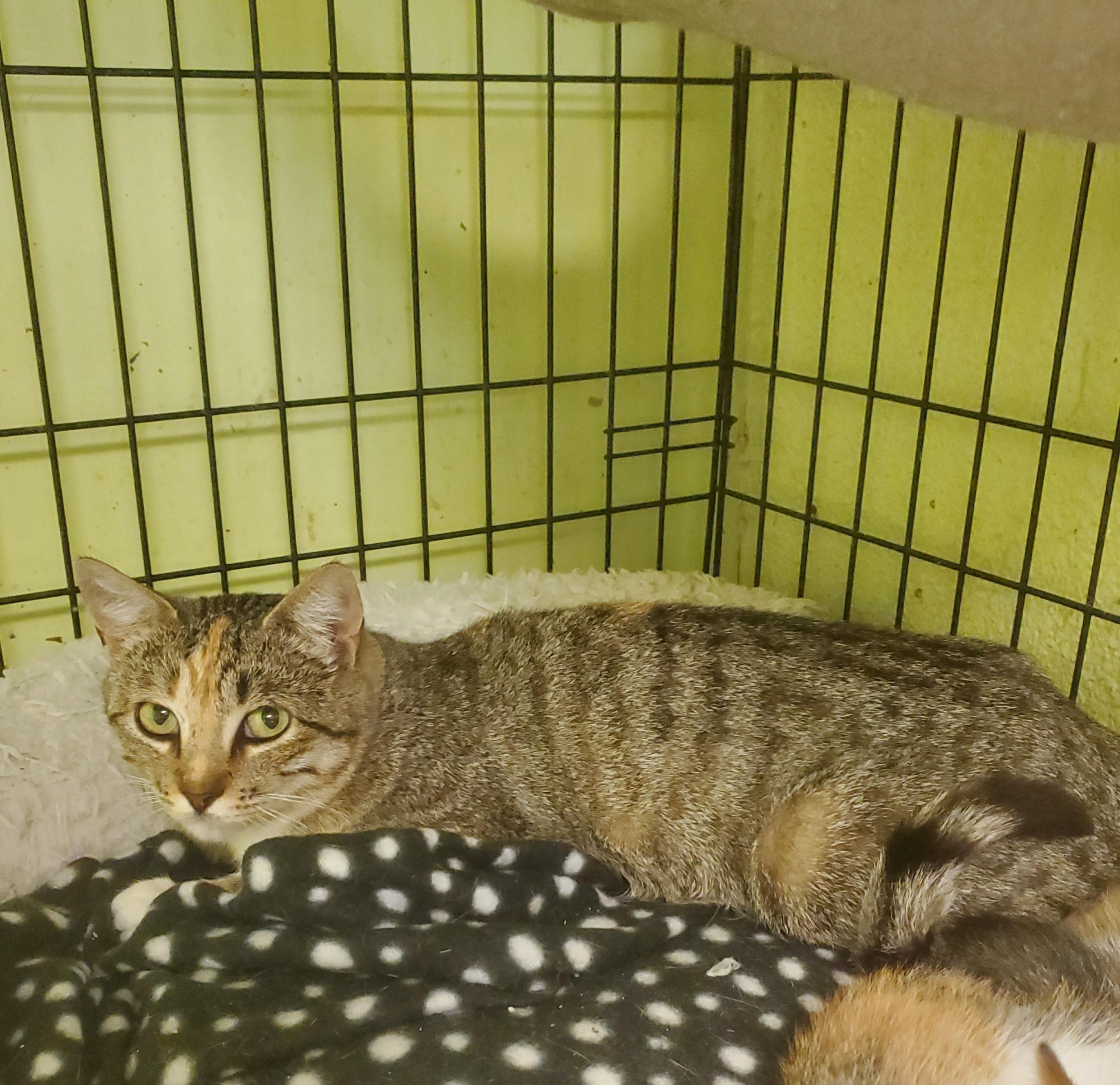 Lulu — thumbnail 2