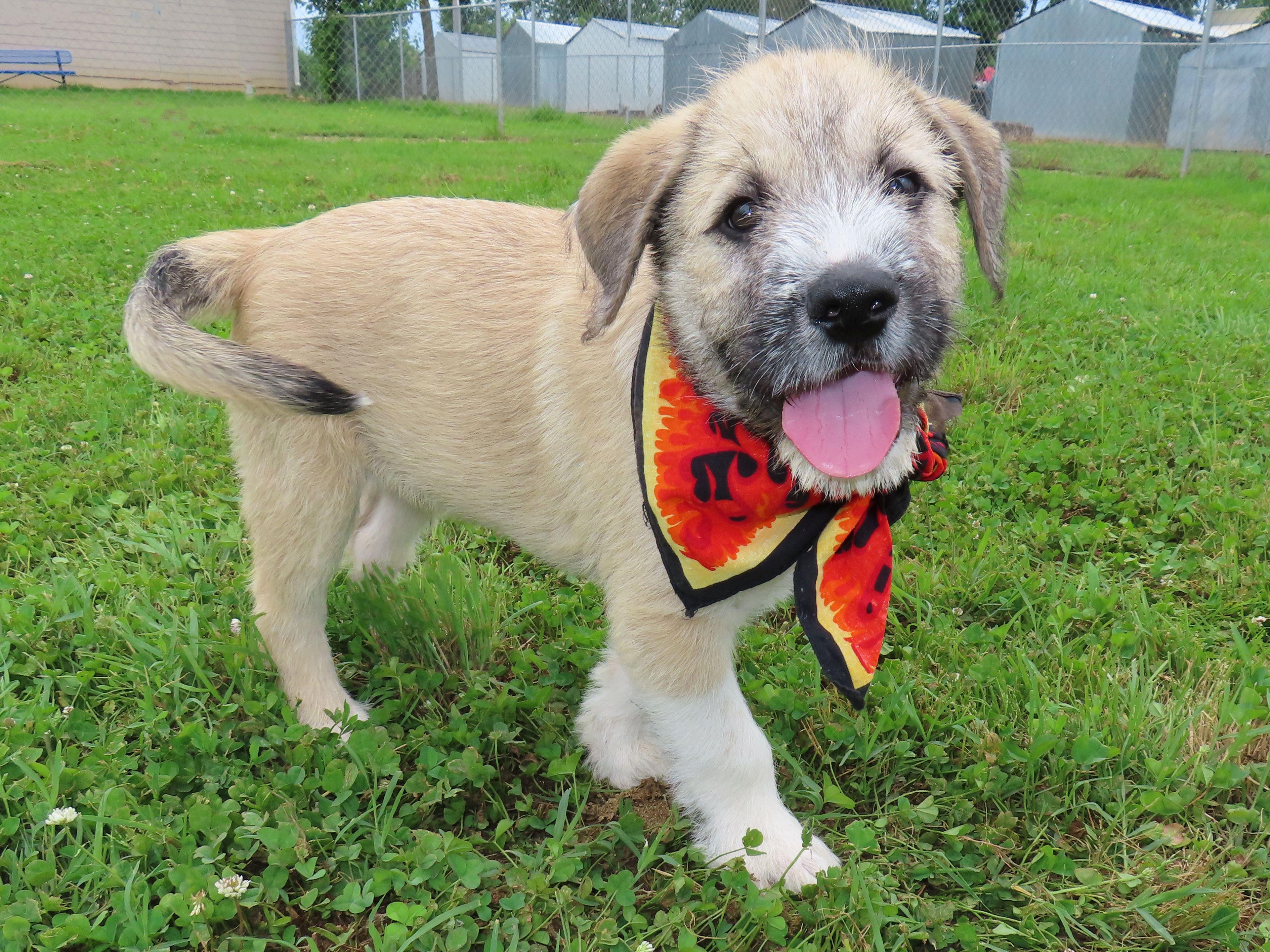 Huck 26C-120C, a ADOPTABLE mixed breed in Rogers, AR image 3/5