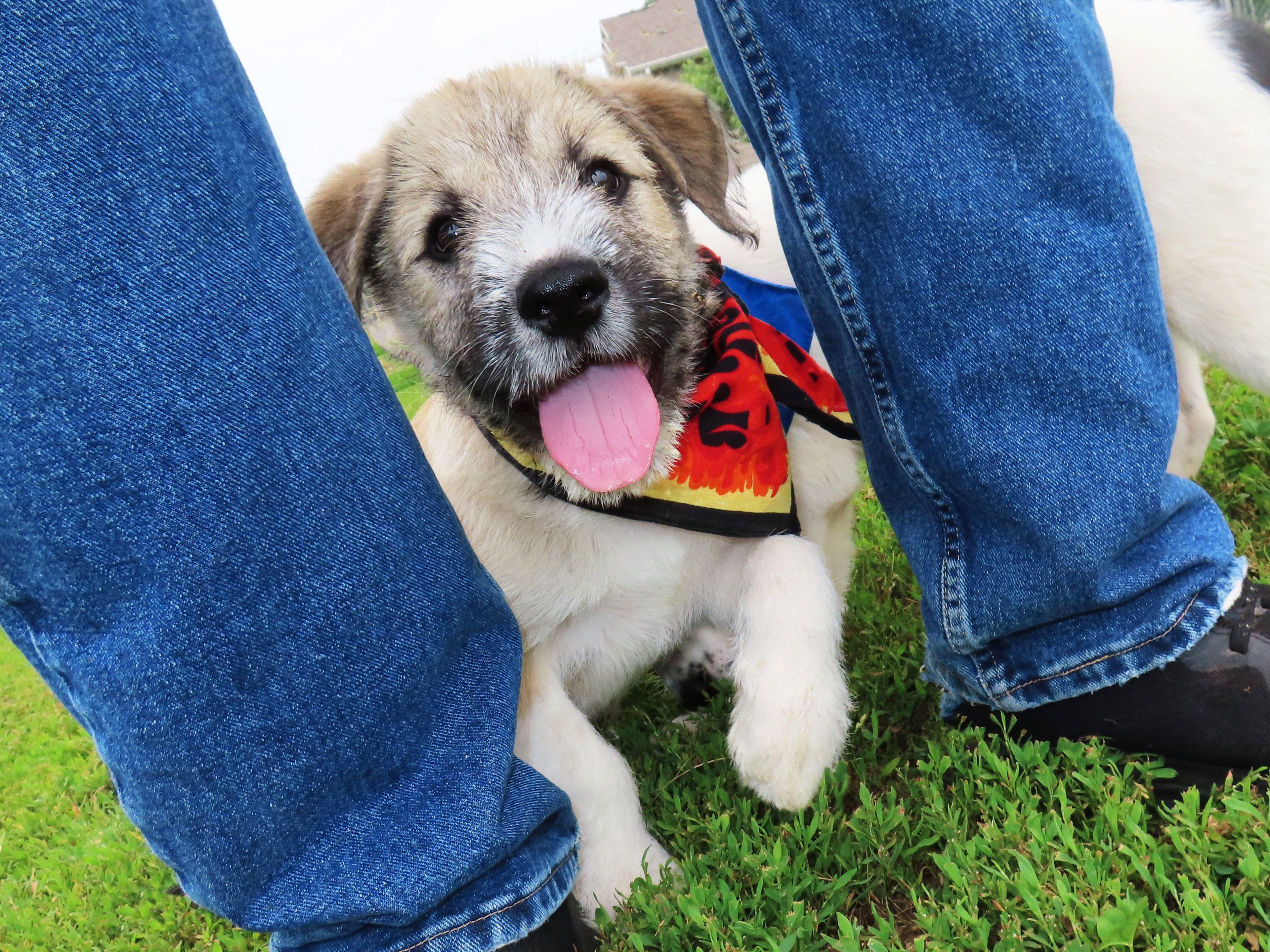 Huck 26C-120C, a ADOPTABLE mixed breed in Rogers, AR image 2/5