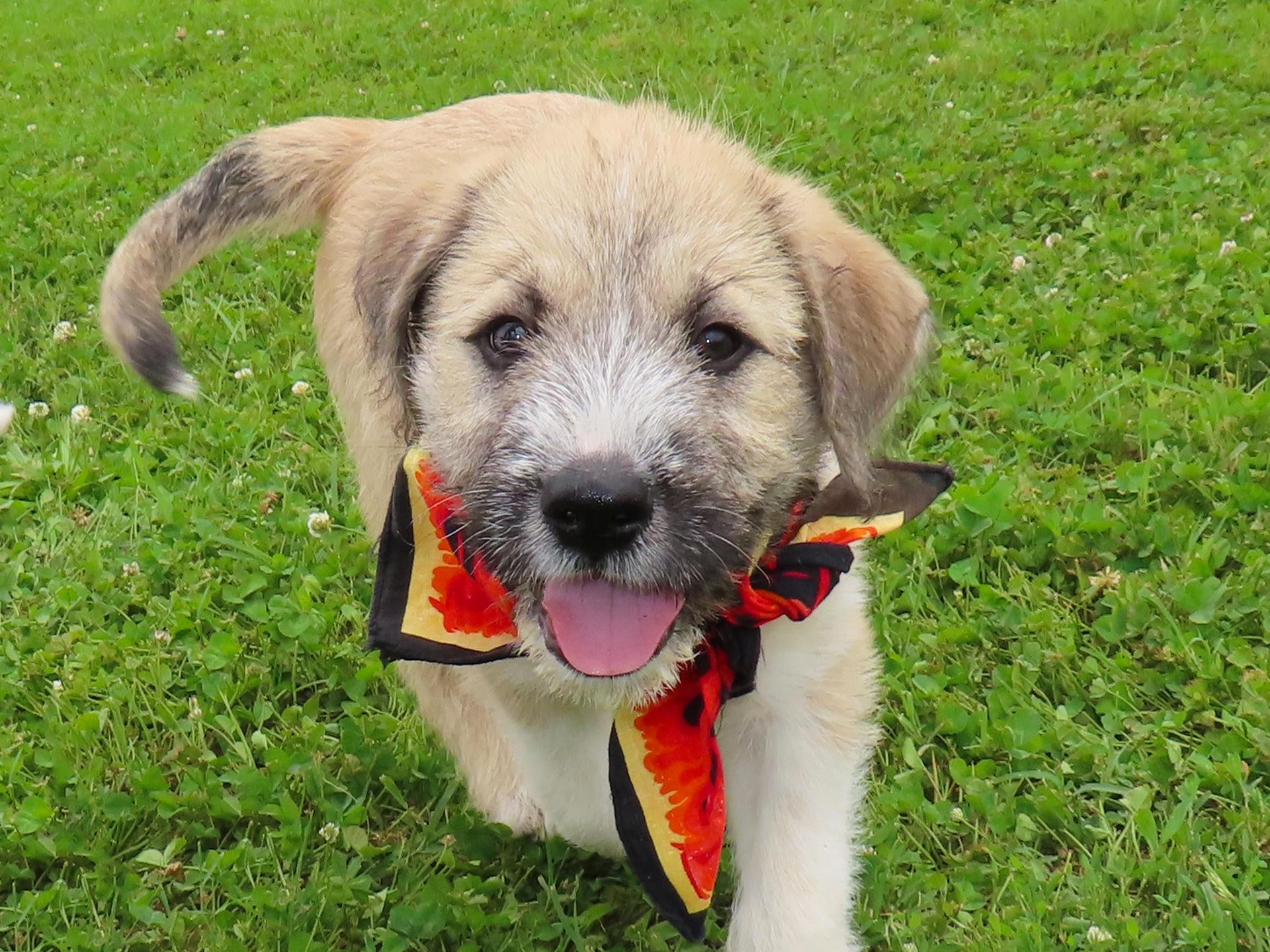 Huck 26C-120C, ADOPTABLE, Puppy Male Border Terrier & Labrador Retriever.