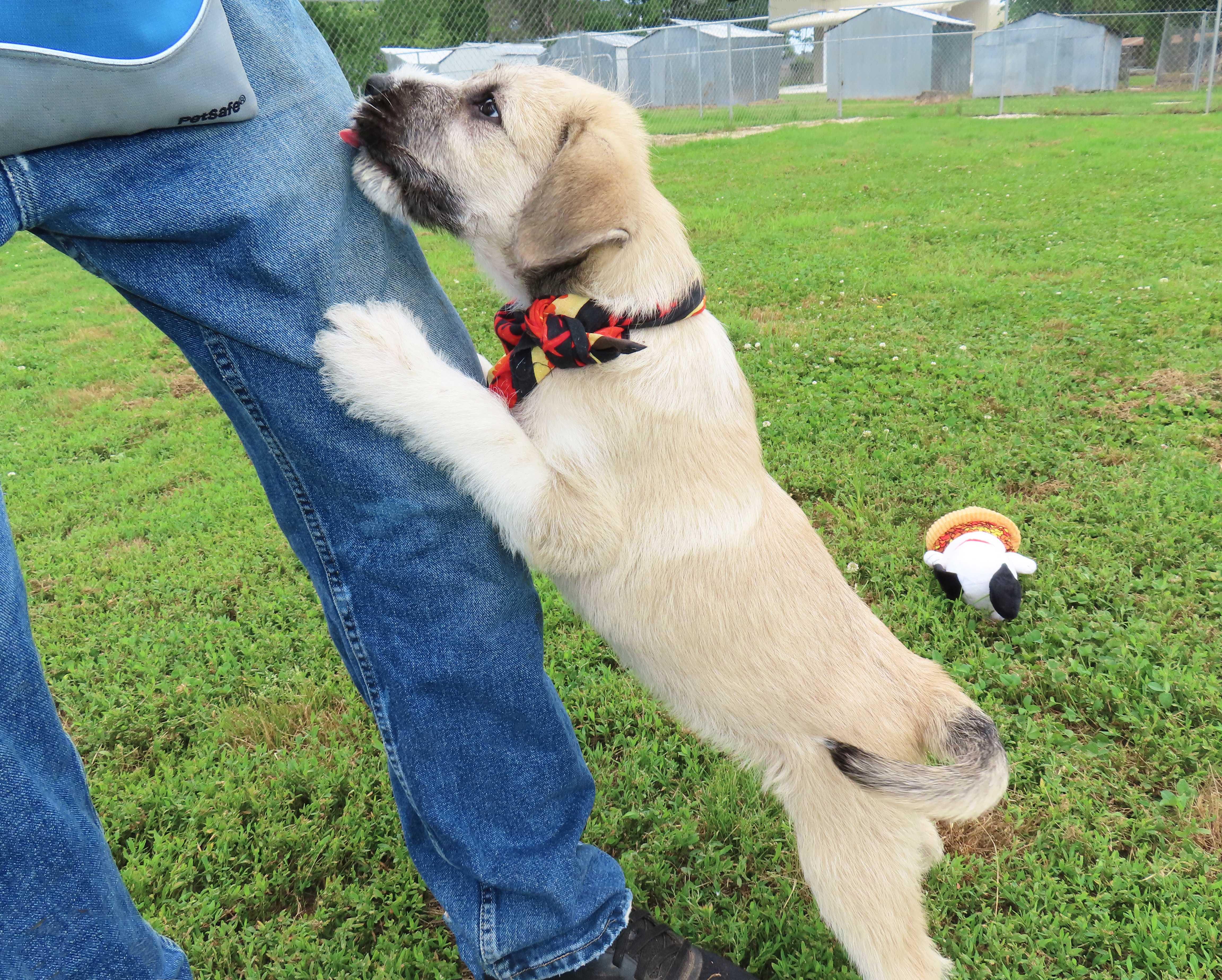Huck 26C-120C, a ADOPTABLE mixed breed in Rogers, AR image 4/5