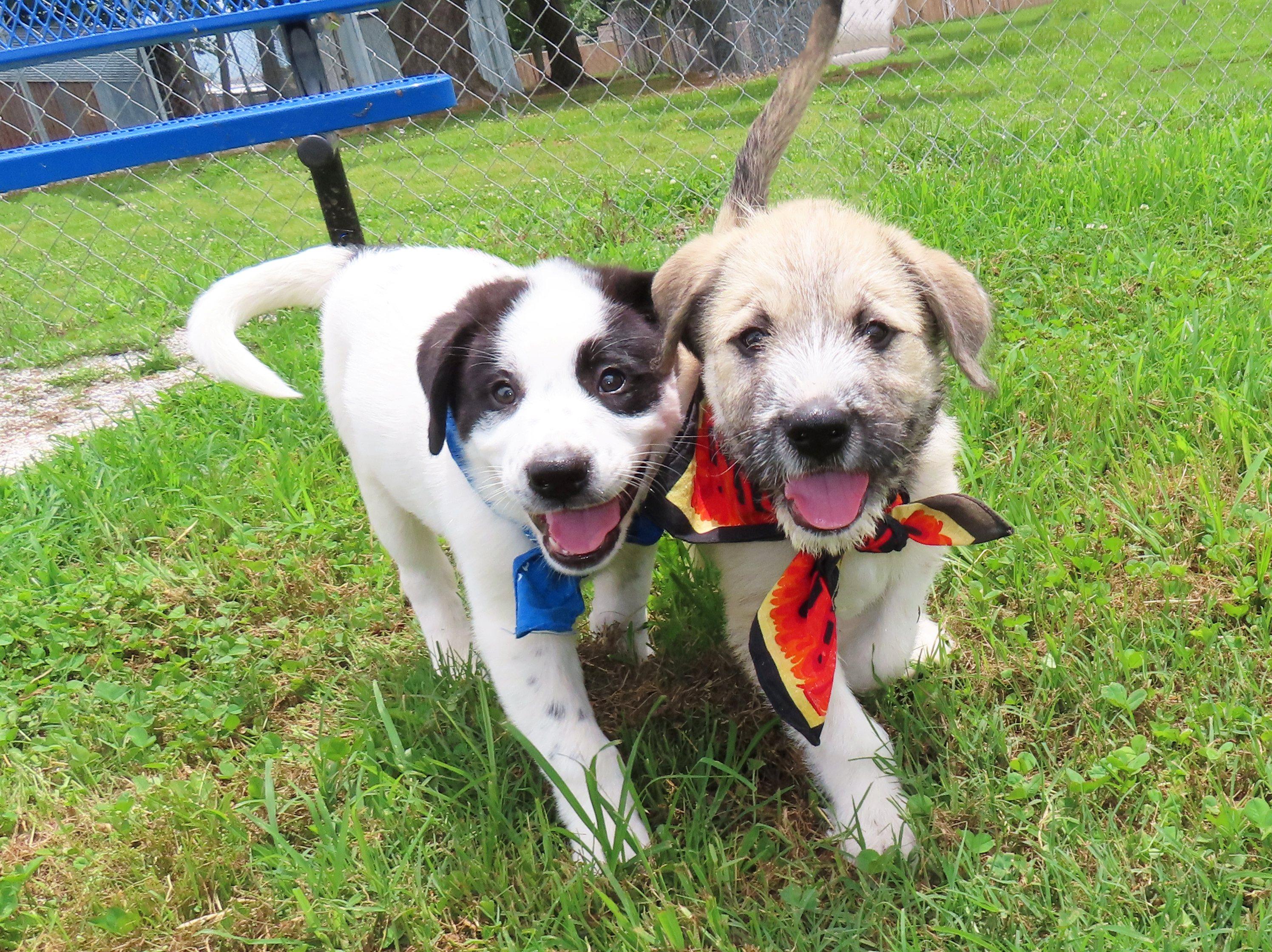 Huck 26C-120C, a ADOPTABLE mixed breed in Rogers, AR image 5/5