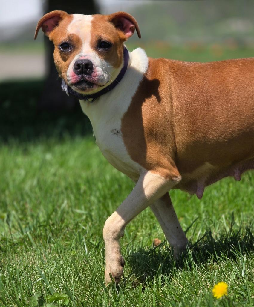Sophie, Adoptable, Adult Female Beagle & Pit Bull Terrier.