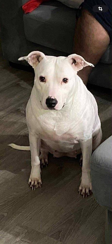 Enlarge Moana, a Adoptable mixed breed image 1/1