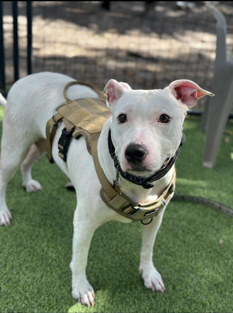 Enlarge Moana, a Adoptable mixed breed in Lakeland, FL image 2/2