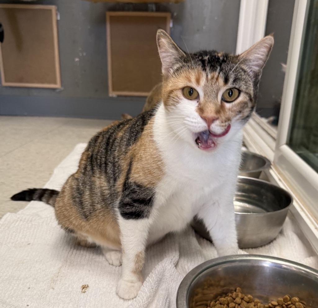 Thea, Adoptable, Young Female Domestic Short Hair.