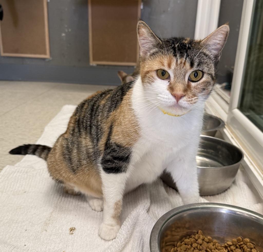 Enlarge Thea, a Adoptable mixed breed in Lemoore, CA image 2/2