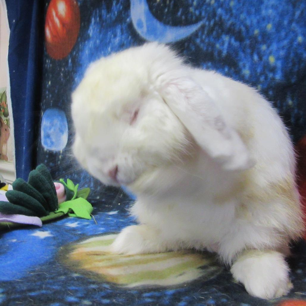 Brady, Adoptable, Young Male Mini Lop.