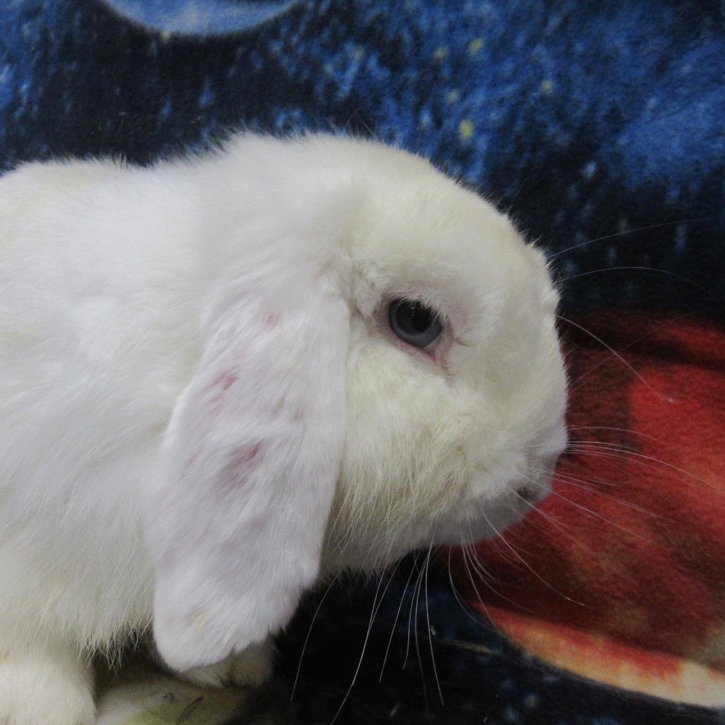 Enlarge Brady, a Adoptable Mini Lop in Newport, PA image 2/3