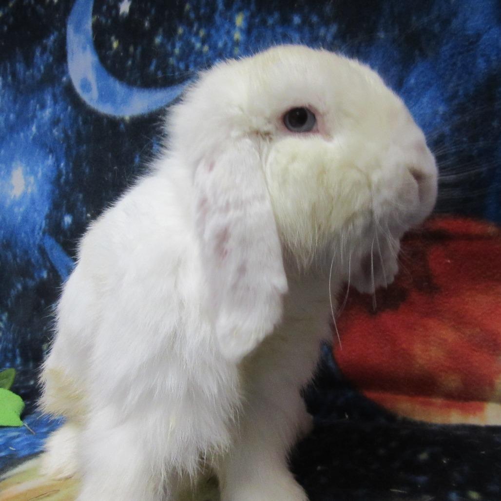 Enlarge Brady, a Adoptable Mini Lop in Newport, PA image 3/3
