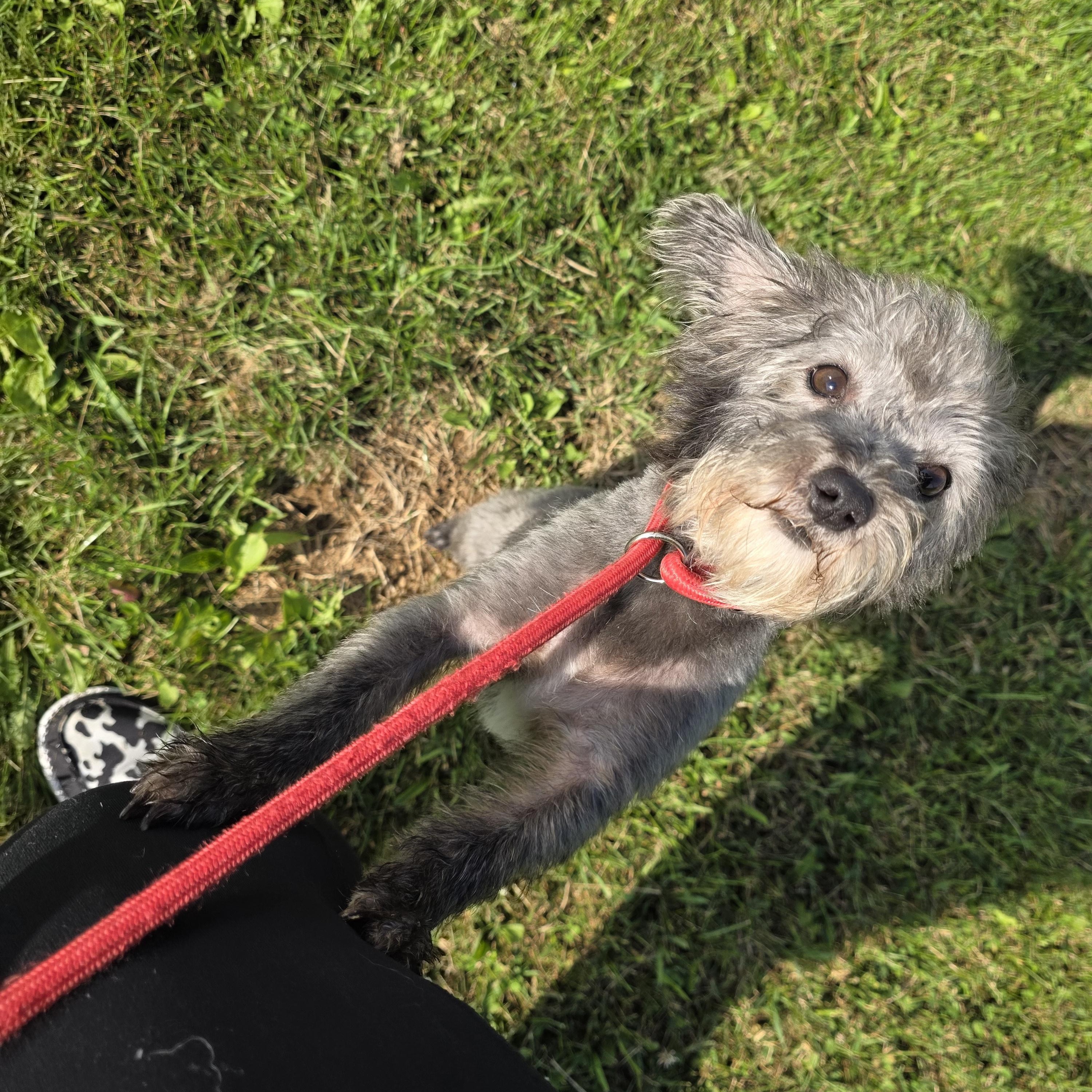 Enlarge Teddy, a Adoptable mixed breed in Covington, VA image 5/5