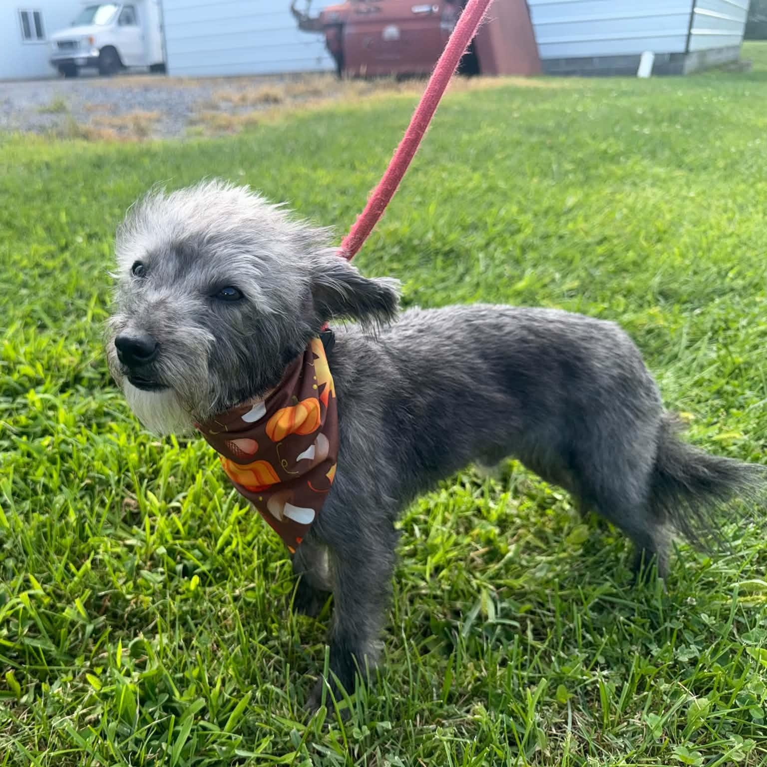 Enlarge Teddy, a Adoptable mixed breed in Covington, VA image 2/5