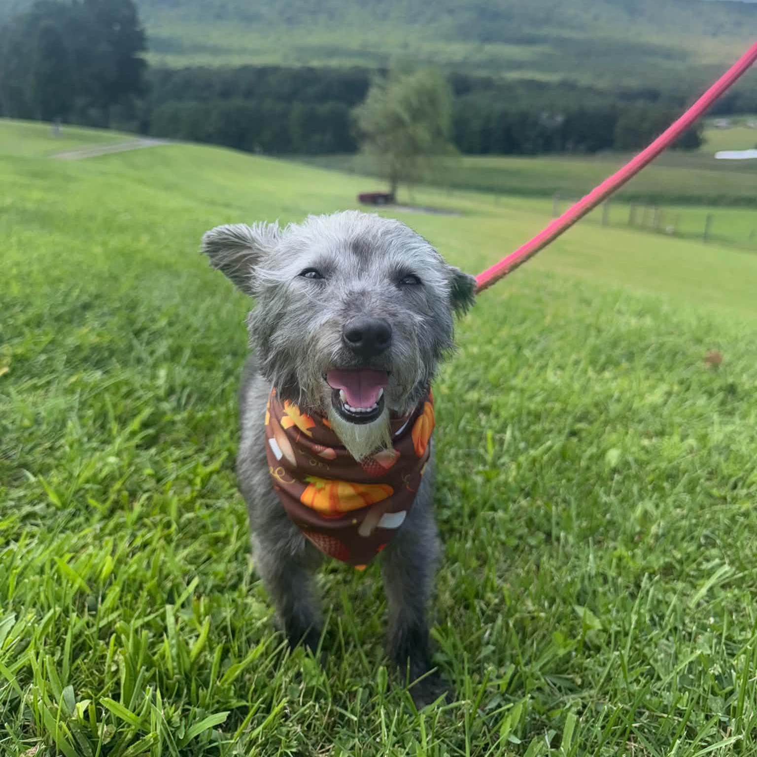 Teddy, Adoptable, Young Male Miniature Poodle & Chihuahua.