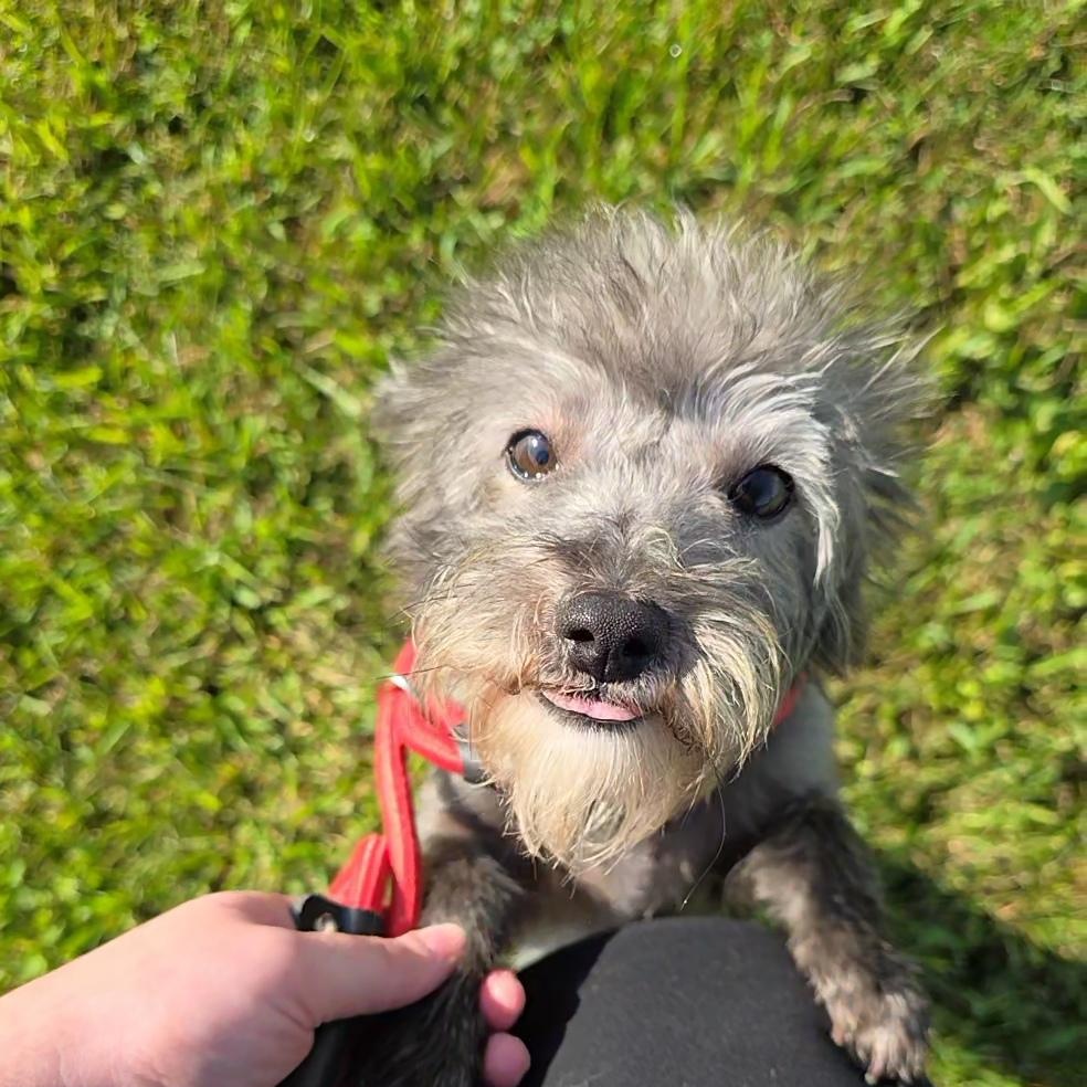 Enlarge Teddy, a Adoptable mixed breed in Covington, VA image 3/5