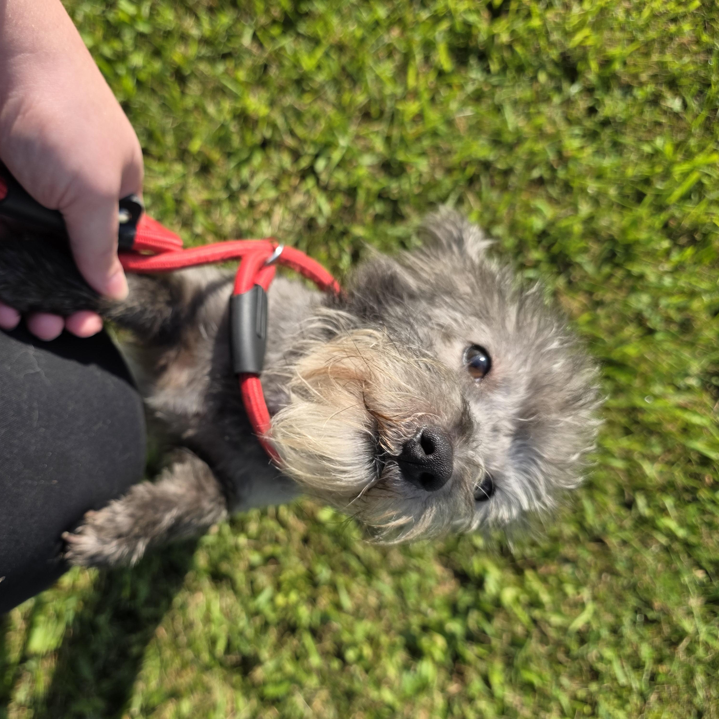 Enlarge Teddy, a Adoptable mixed breed in Covington, VA image 4/5