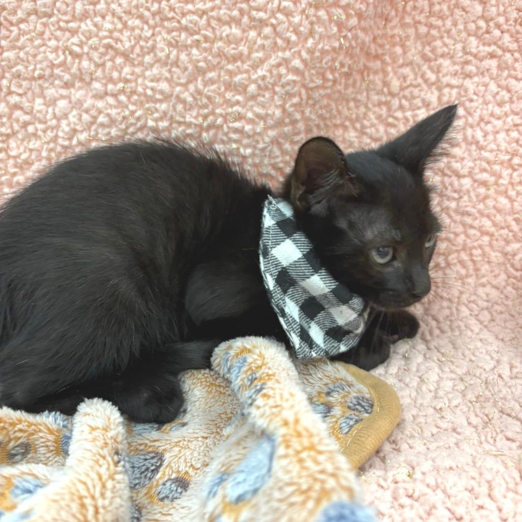 Enlarge Taz, a Adoptable Domestic Short Hair in Flower Mound, TX image 1/6