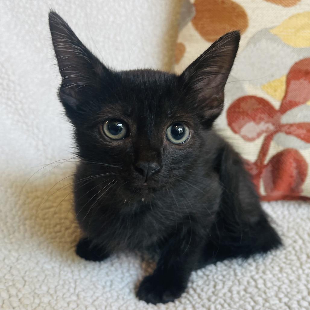 Enlarge Taz, a Adoptable Domestic Short Hair in Flower Mound, TX image 1/6