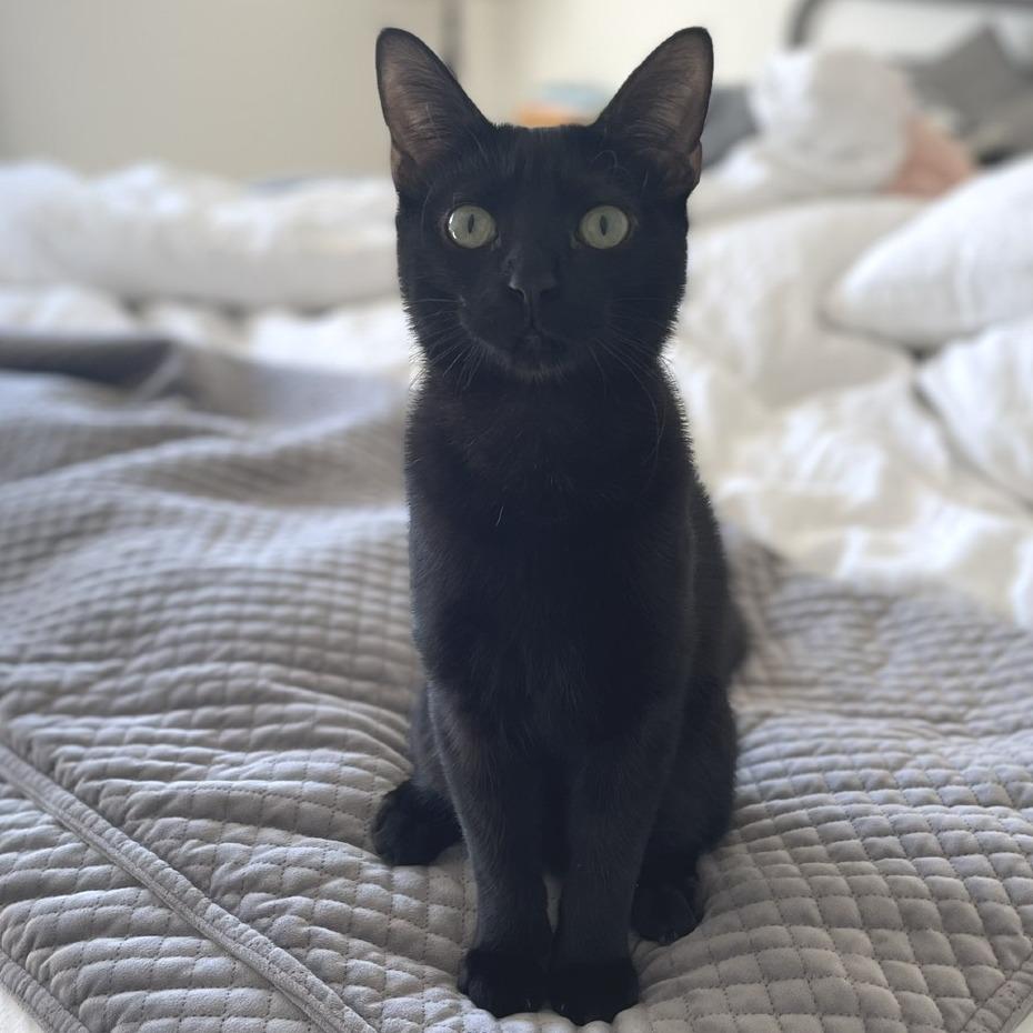 Enlarge Taz, a Adoptable Domestic Short Hair in Flower Mound, TX image 2/6