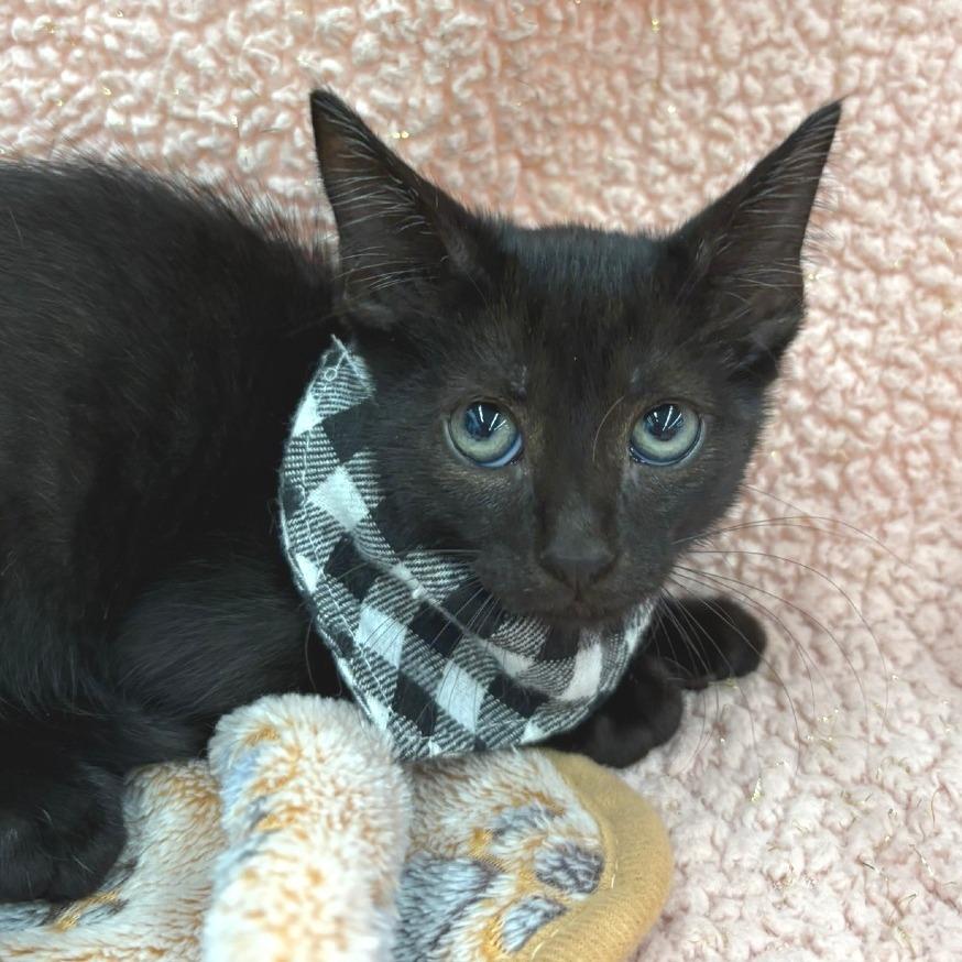 Enlarge Taz, a Adoptable Domestic Short Hair in Flower Mound, TX image 3/6