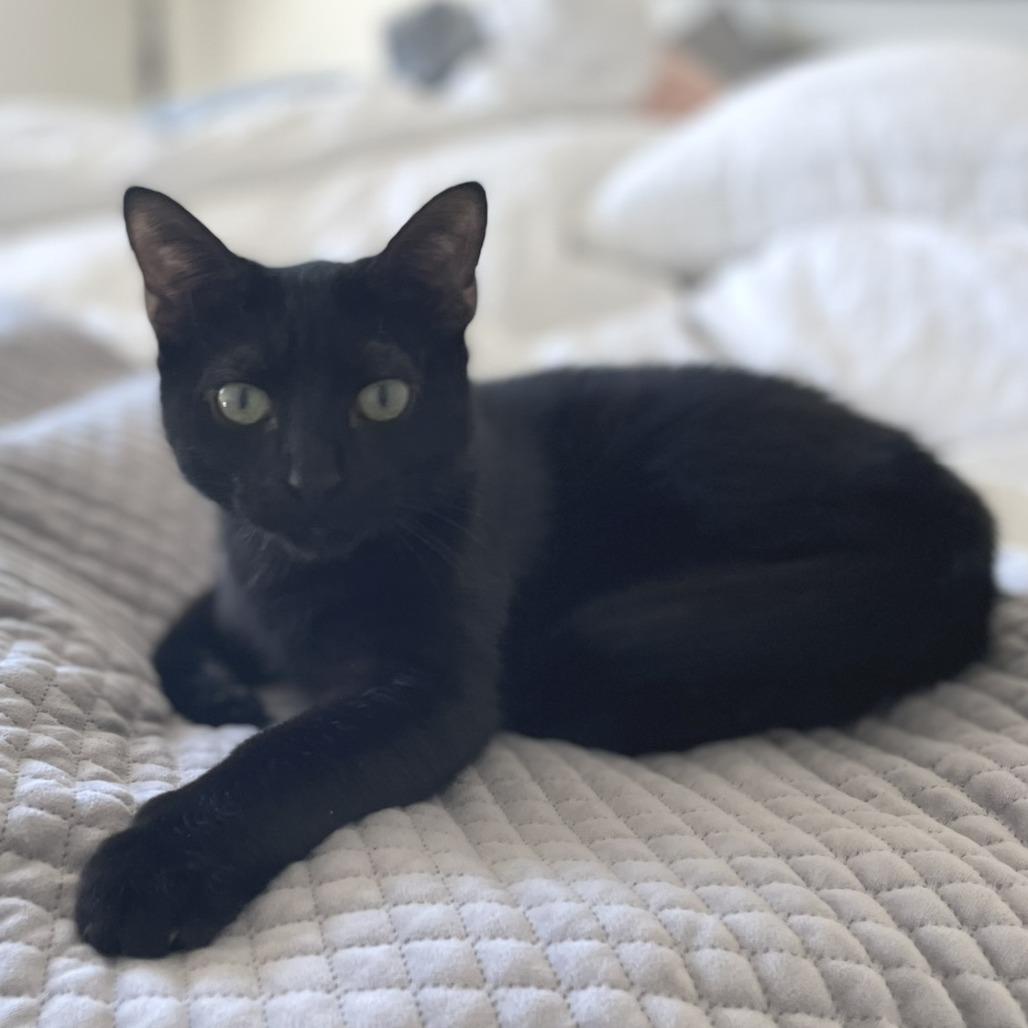 Enlarge Taz, a Adoptable Domestic Short Hair in Flower Mound, TX image 1/6