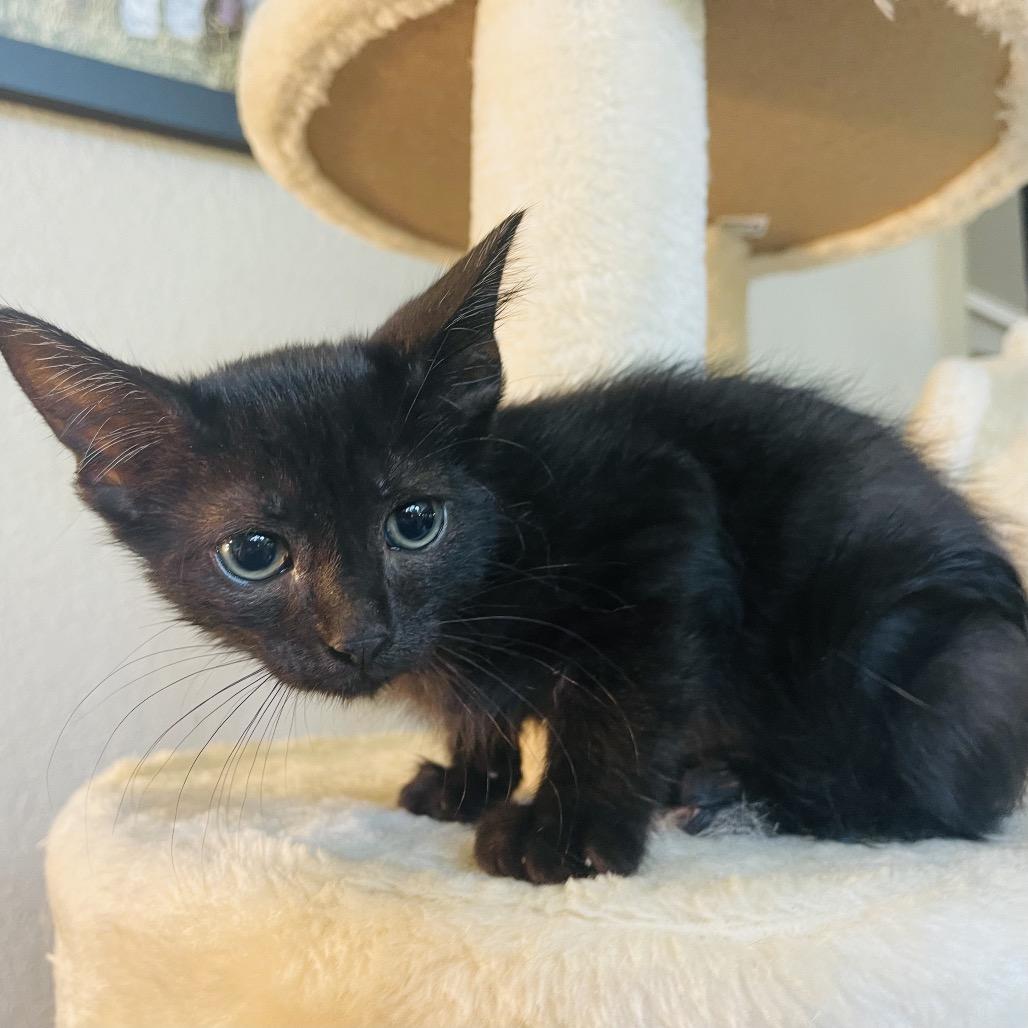 Enlarge Taz, a Adoptable Domestic Short Hair in Flower Mound, TX image 2/6