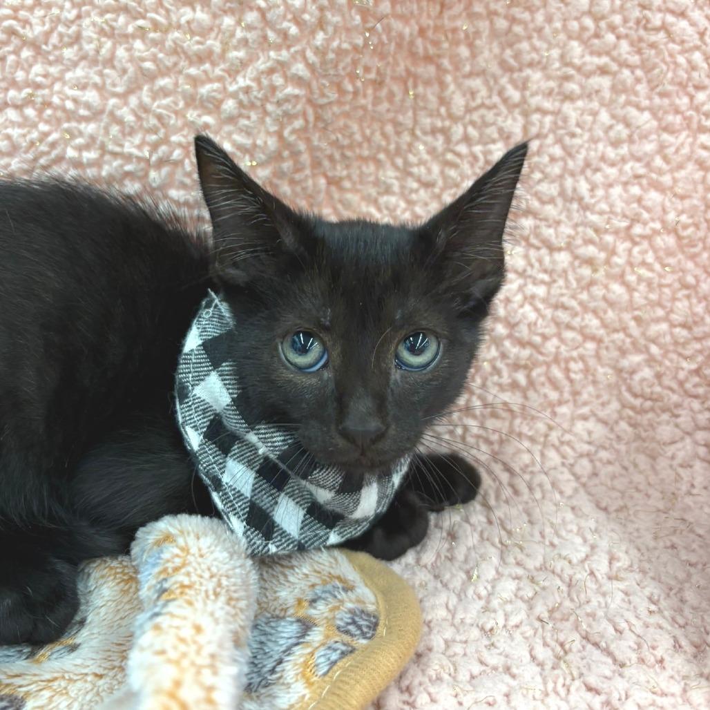 Enlarge Taz, a Adoptable Domestic Short Hair in Flower Mound, TX image 4/6