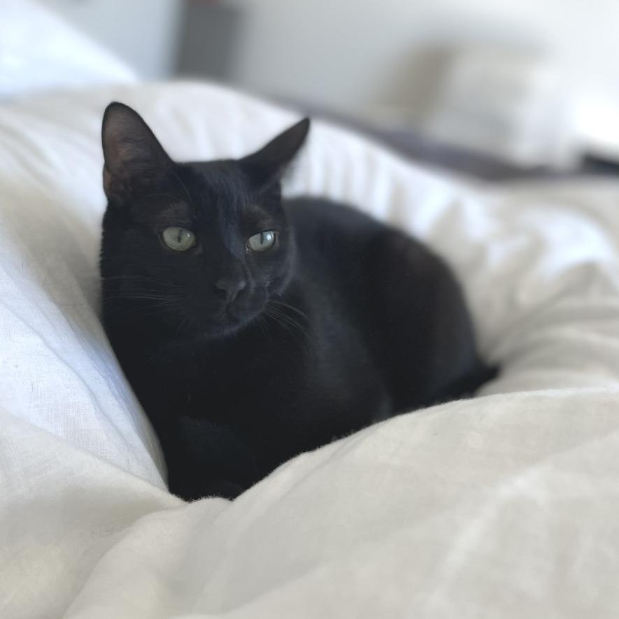 Enlarge Taz, a Adoptable Domestic Short Hair in Flower Mound, TX image 5/6