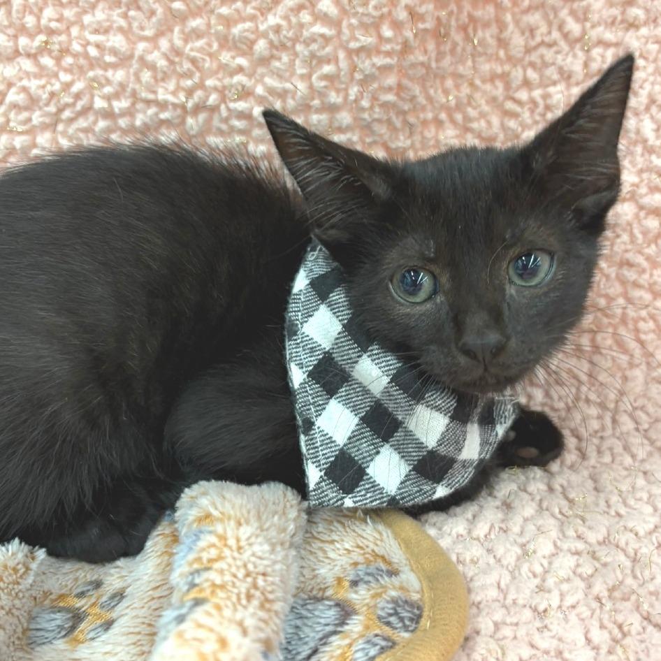 Enlarge Taz, a Adoptable Domestic Short Hair in Flower Mound, TX image 6/6