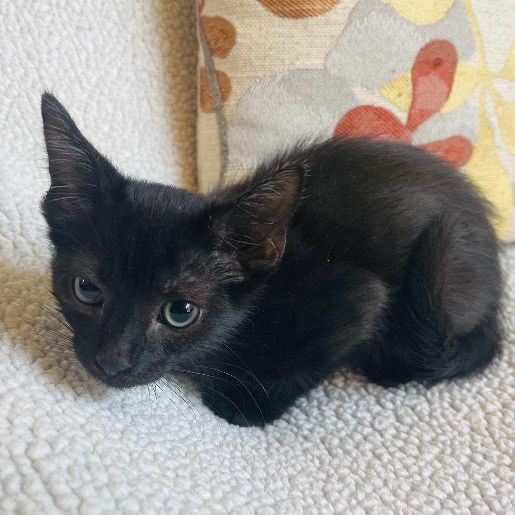 Enlarge Taz, a Adoptable Domestic Short Hair in Flower Mound, TX image 5/6