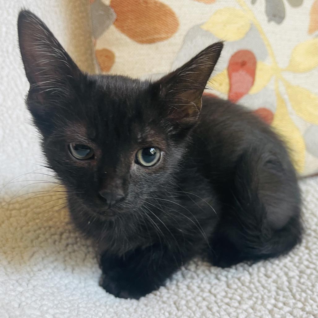 Enlarge Taz, a Adoptable Domestic Short Hair in Flower Mound, TX image 6/6