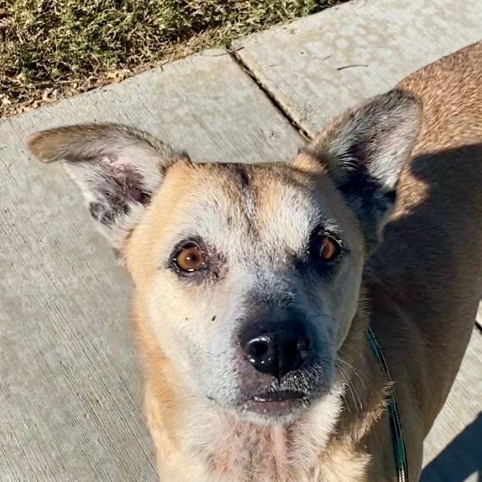 Enlarge Harley, a Adoptable mixed breed in Newport Beach, CA image 2/6