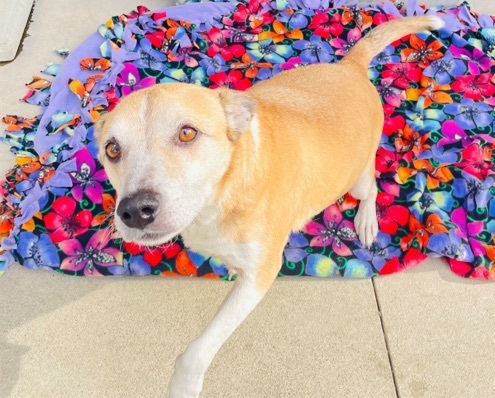 Enlarge Harley, a Adoptable mixed breed in Newport Beach, CA image 3/6