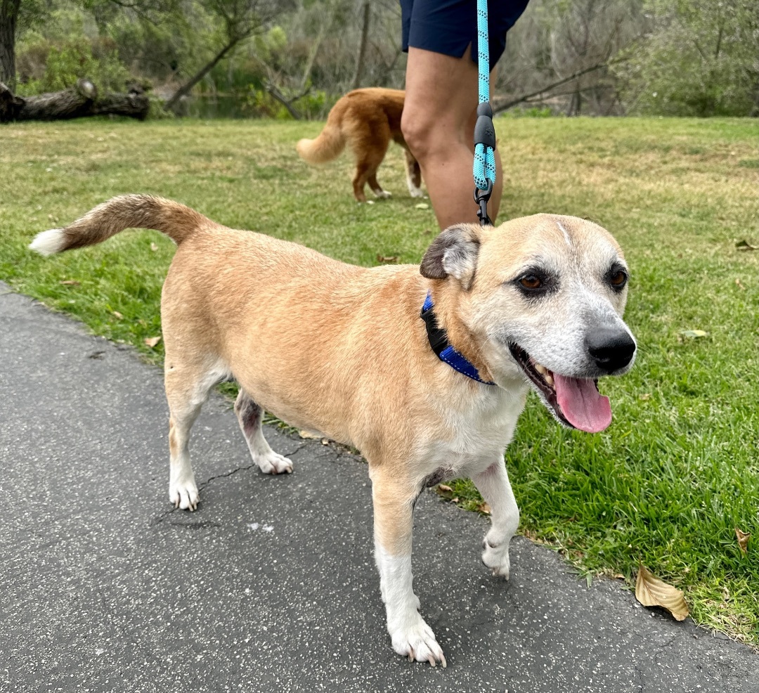 Enlarge Harley, a Adoptable mixed breed in Newport Beach, CA image 4/6